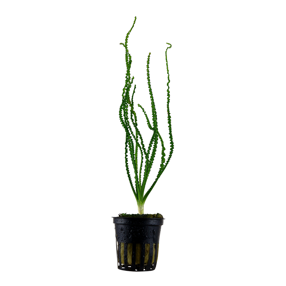 Crinum calamistratum