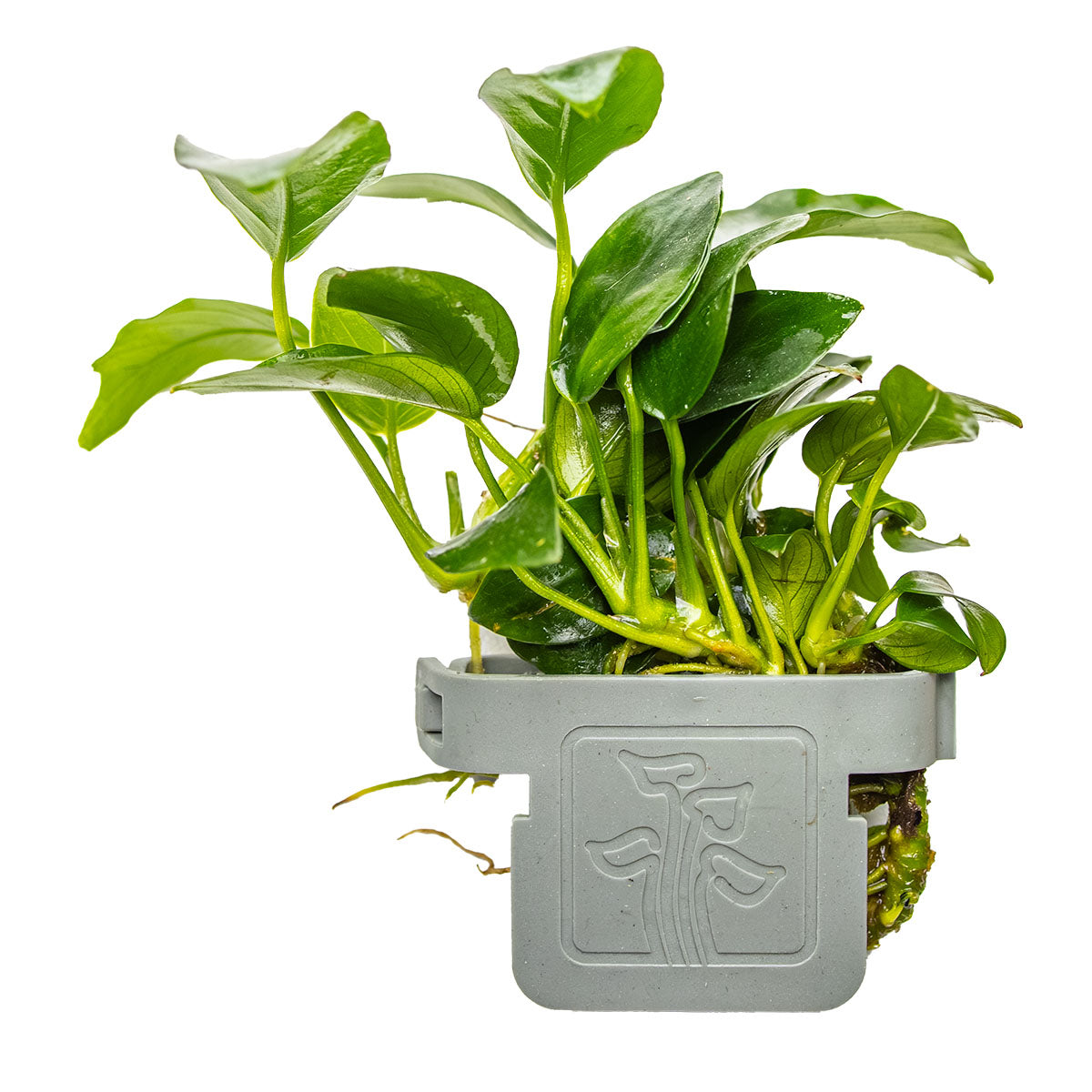 Anubias barteri 'Petite'