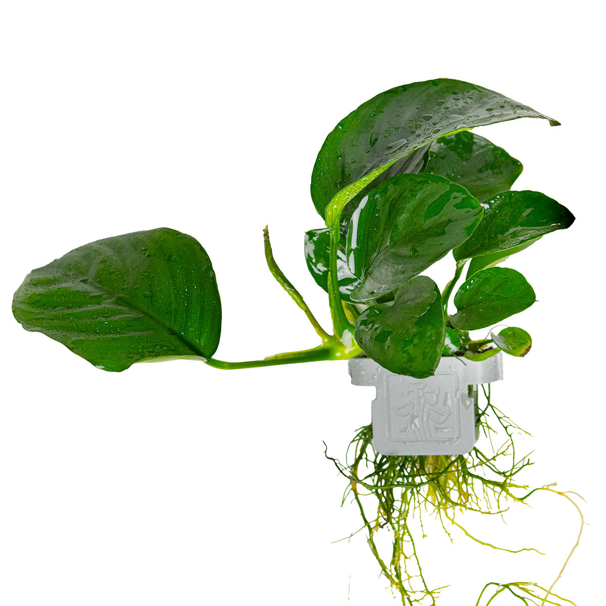 Anubias barteri caladiifolia