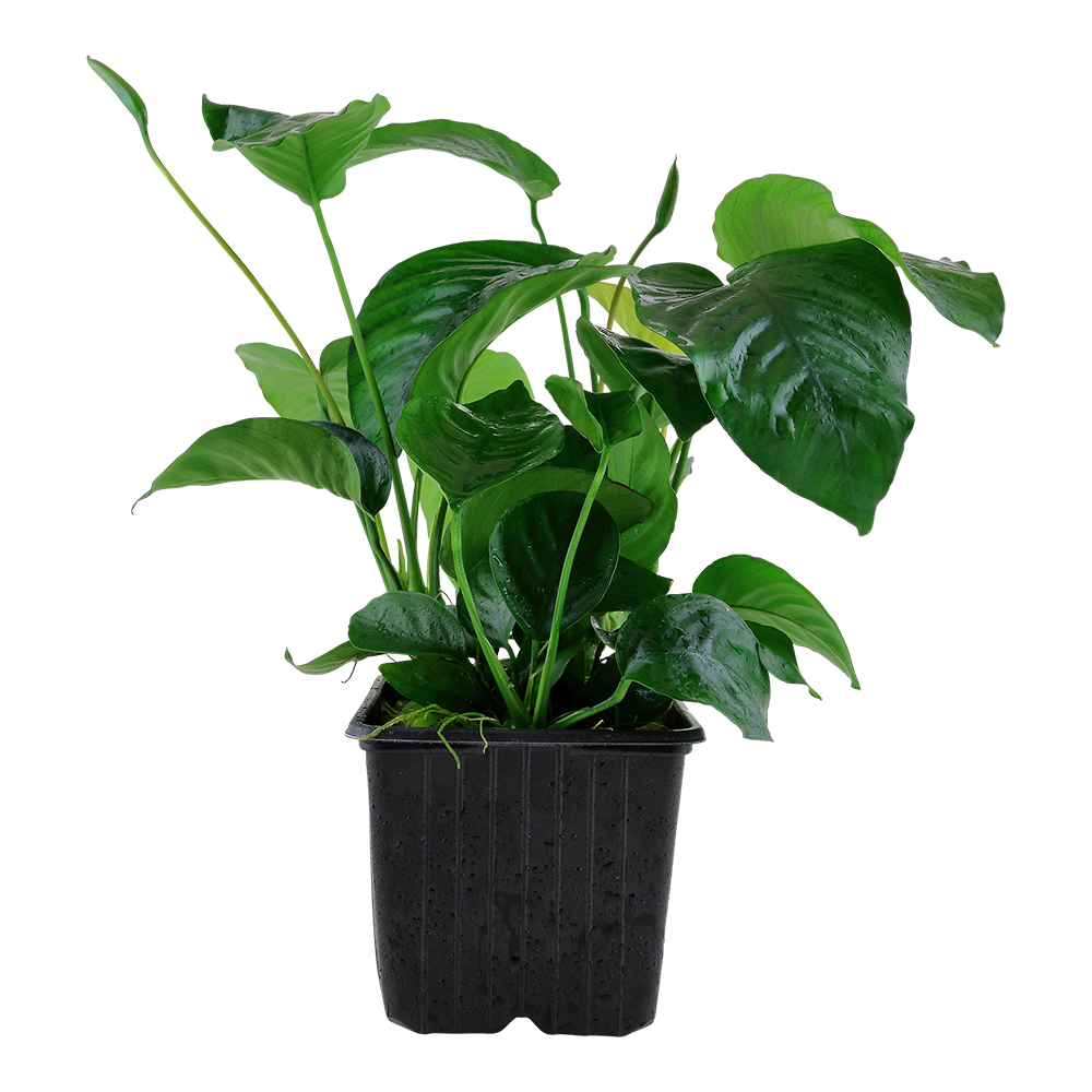 Anubias barteri caladiifolia