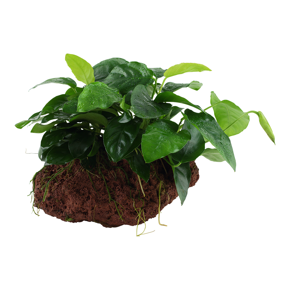 Anubias barteri nana