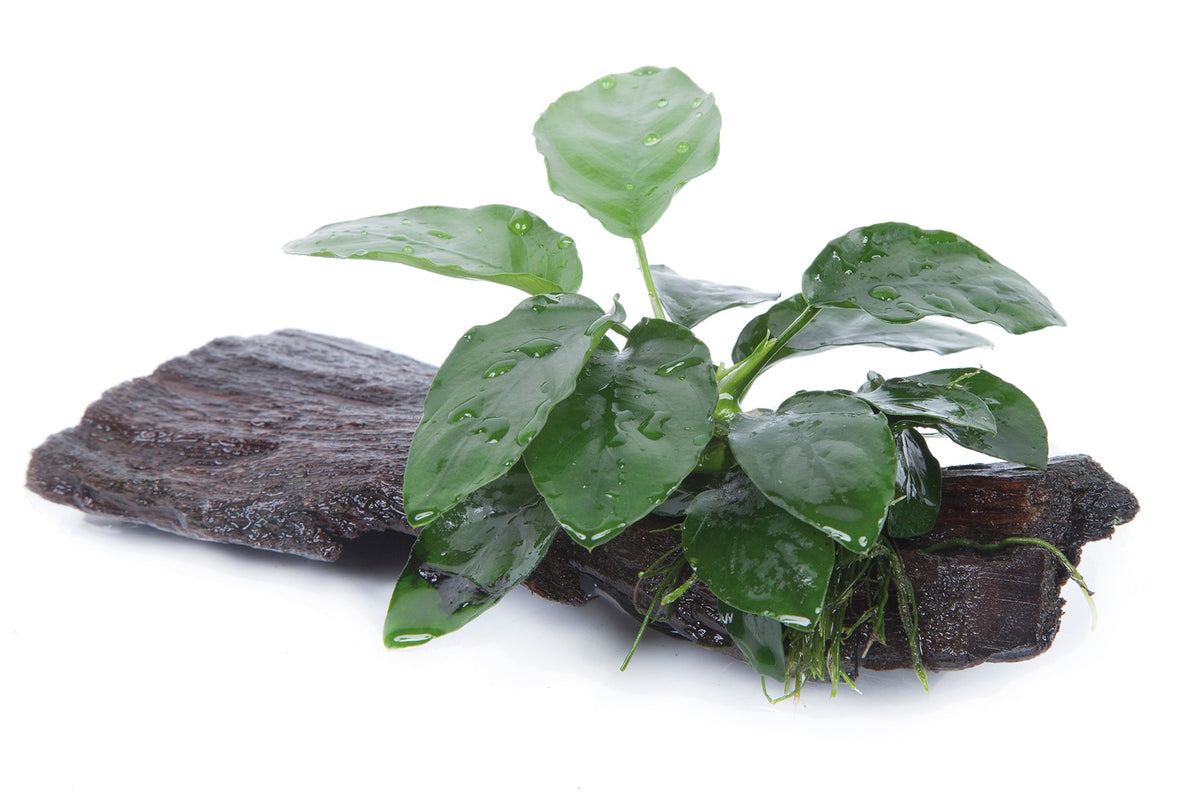 Anubias barteri nana