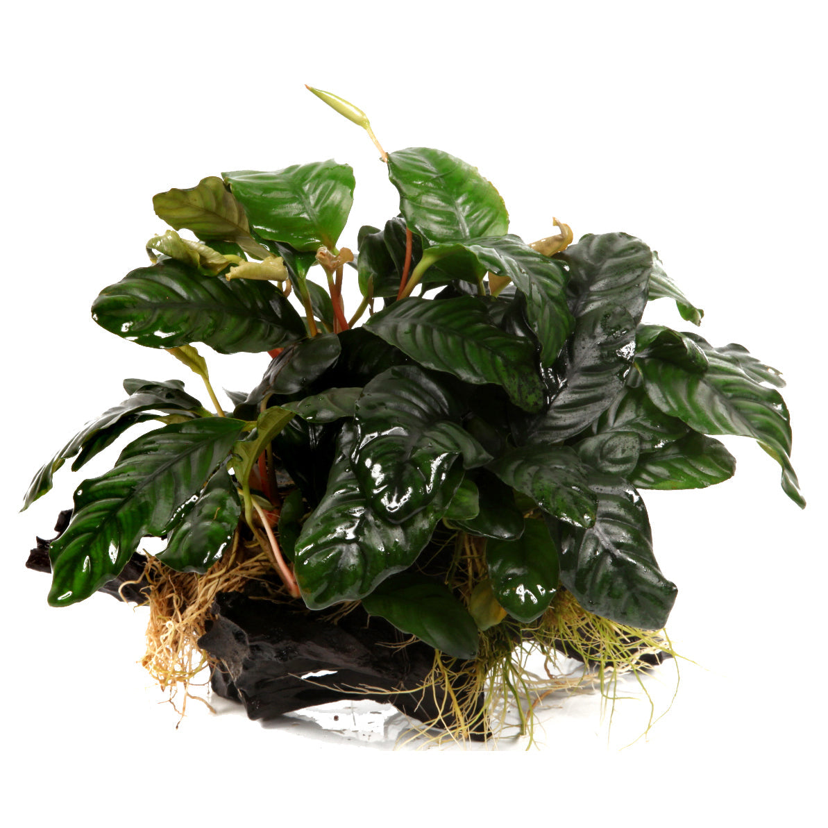 Anubias barteri sp.