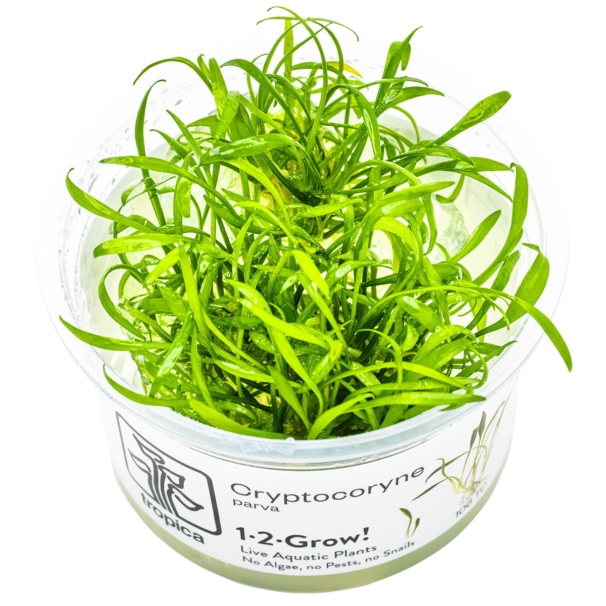 Cryptocoryne parva