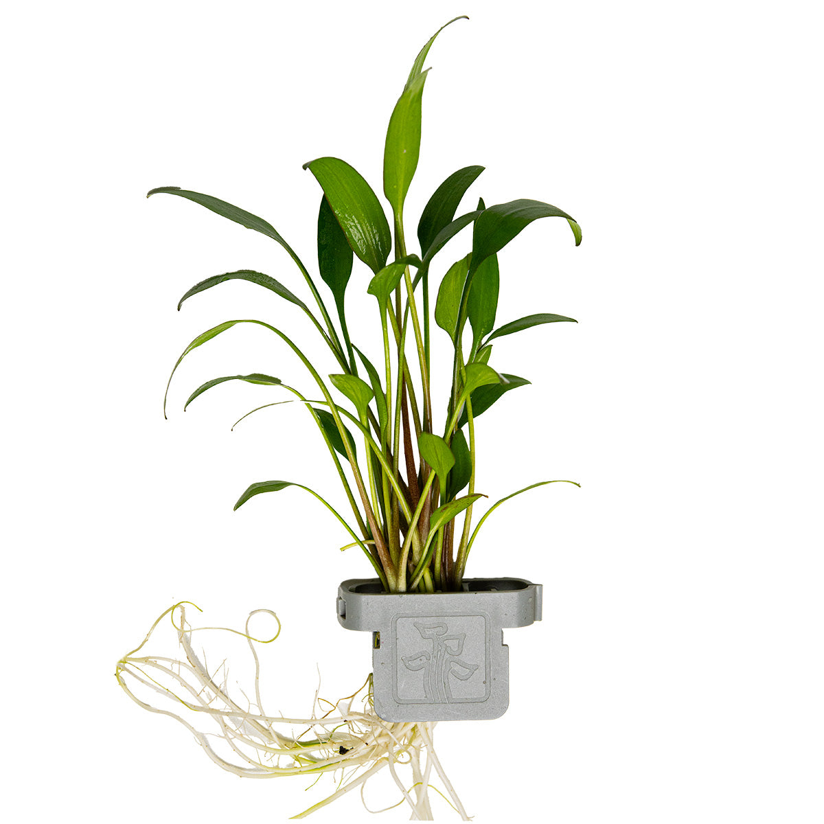 Cryptocoryne x willisii