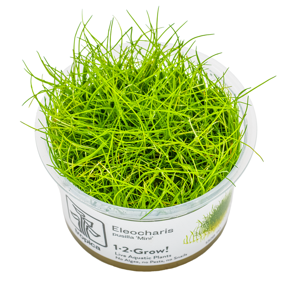 Eleocharis pusilla 'Mini'