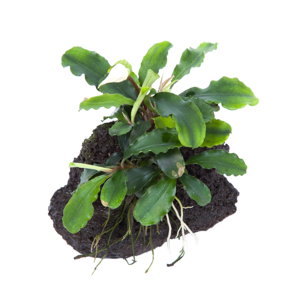 Bucephalandra pygmaea 'Bukit Kelam'
