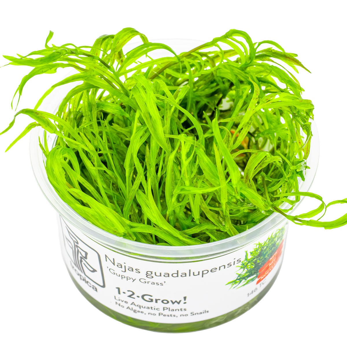 Najas guadalupensis 'Guppy Grass'