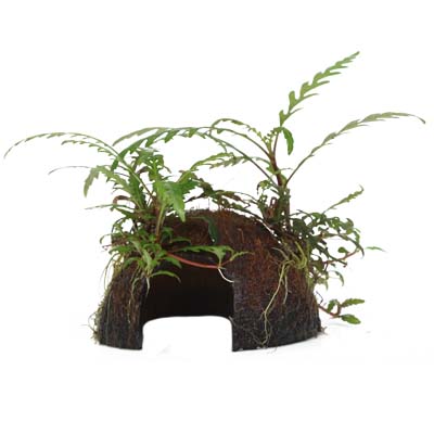 Hygrophila pinnatifida