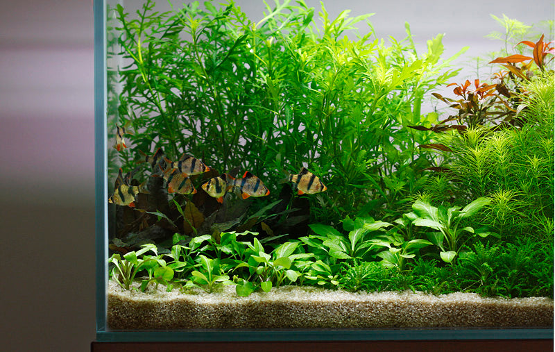 Layout 22 (160 L)