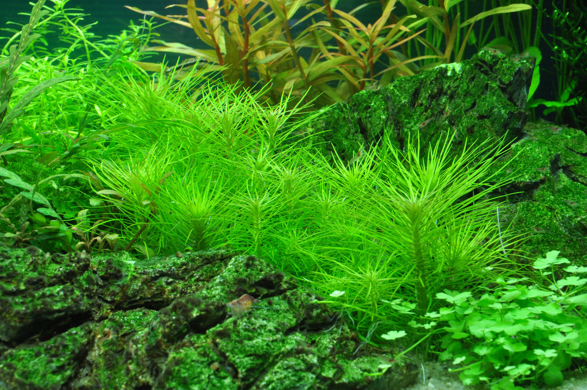Layout 40 (125 L)