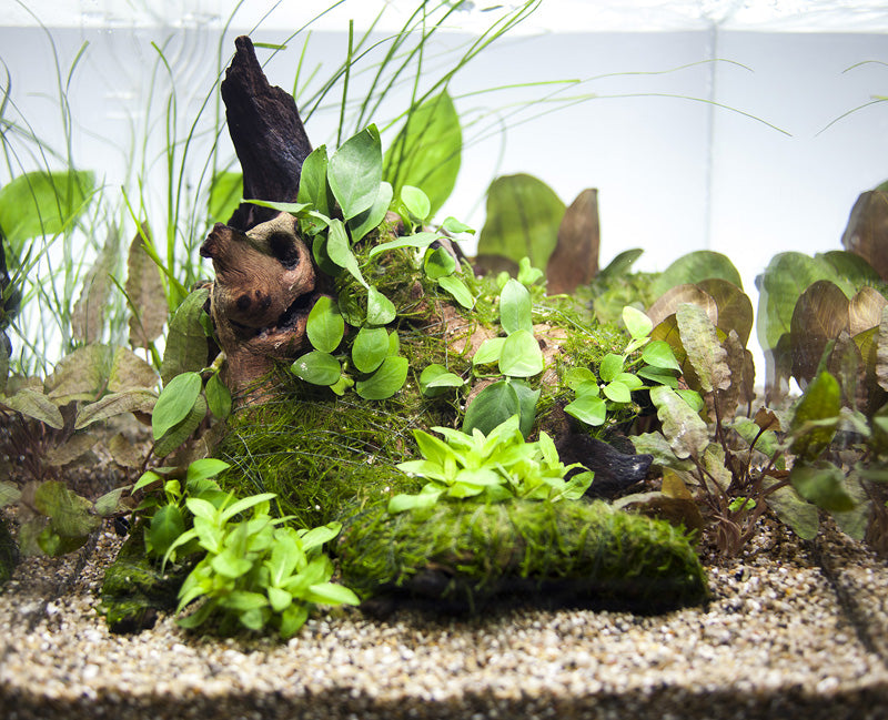 Layout 43 (30 L)