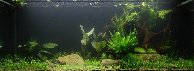 Layout 65 (300 L)
