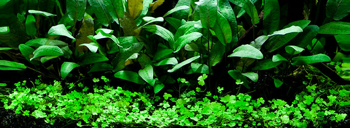 Layout 66 (48 L)