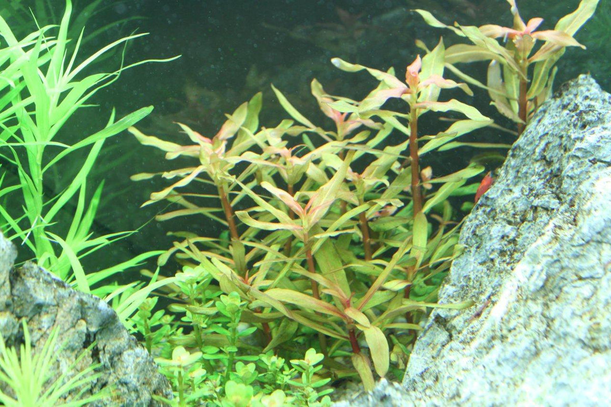 Layout 70 (180 L)