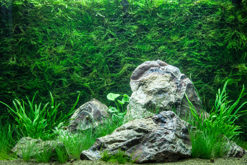Layout 74 (100 L)