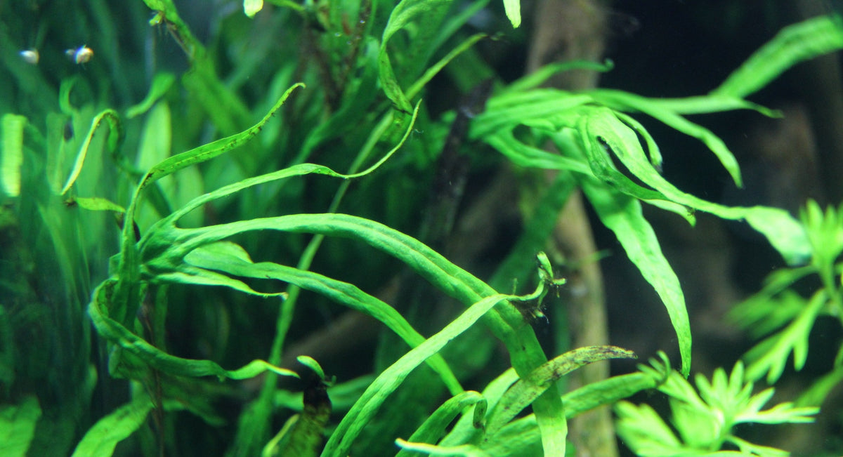Layout 83 (100 L)