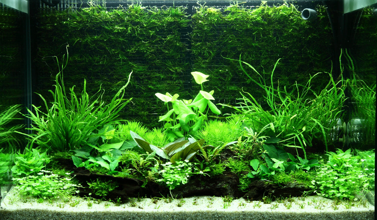 Layout 98 (100 L)