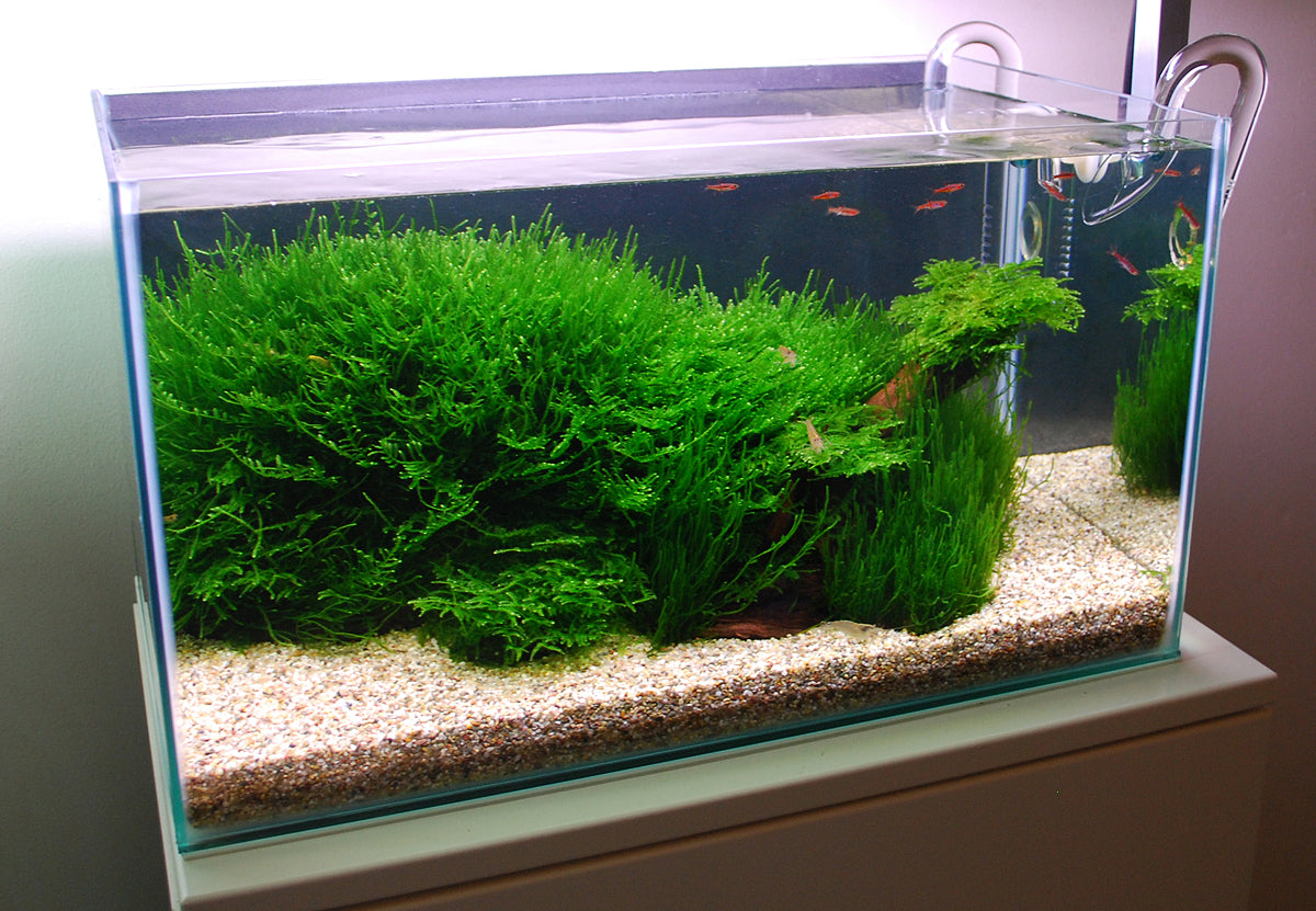 Layout 104 (28 L)