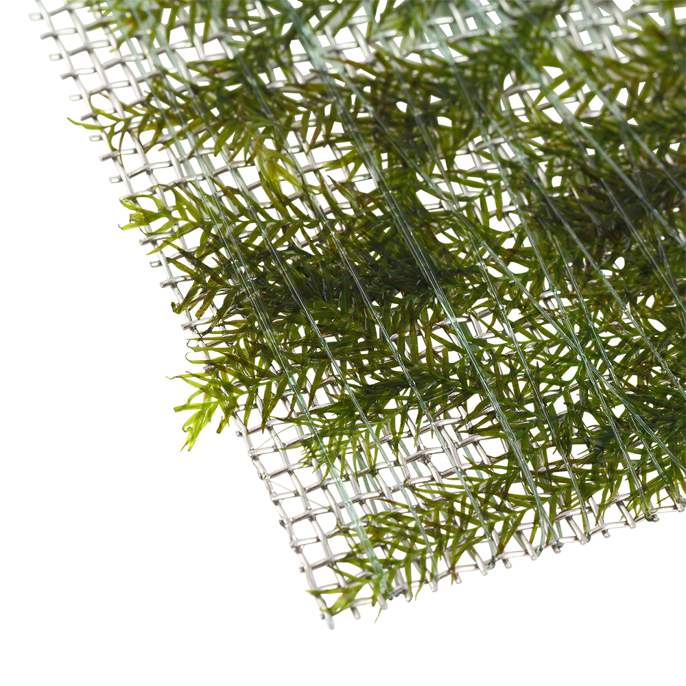 Fissidens fontanus