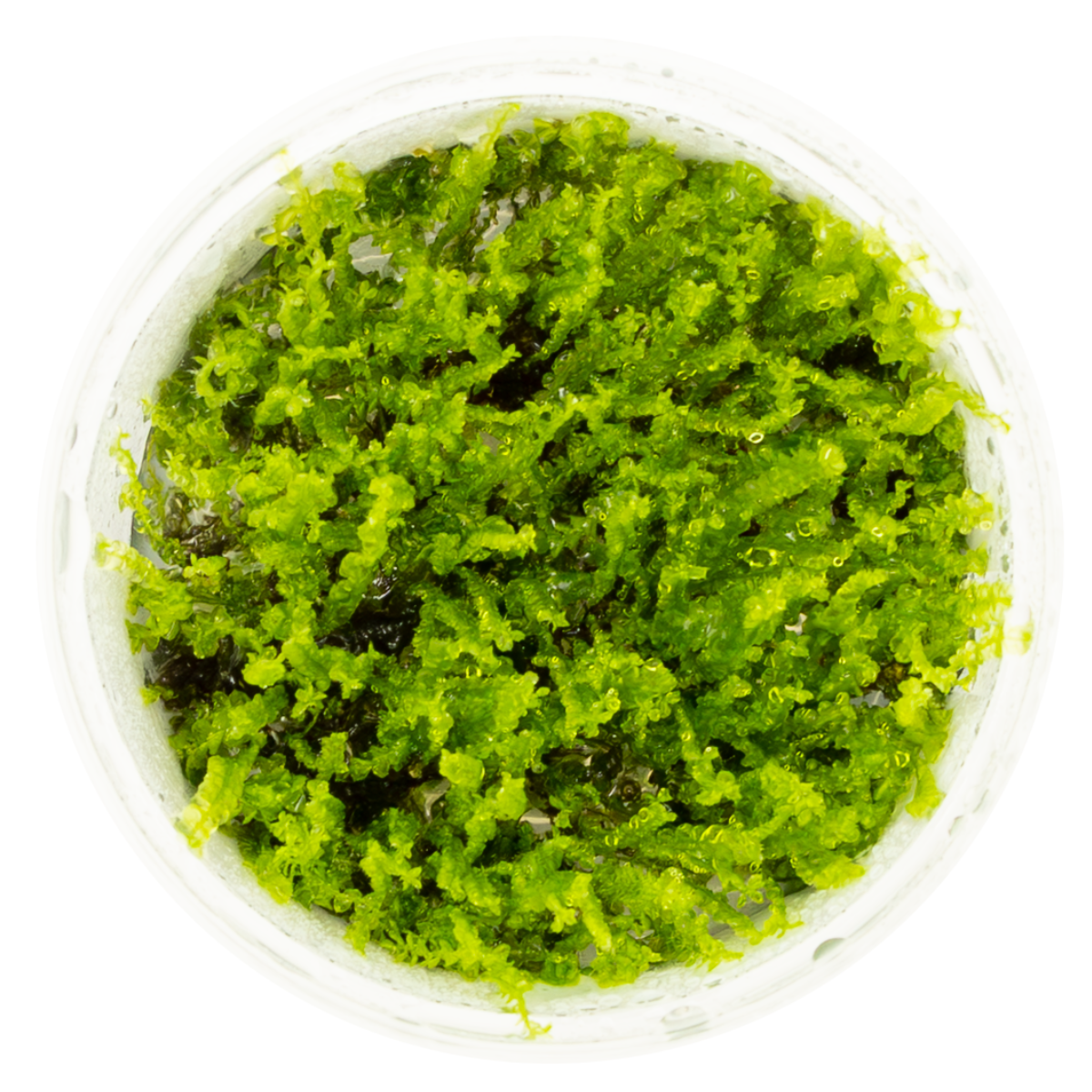Solenostoma tetragonum 'Pearl Moss'