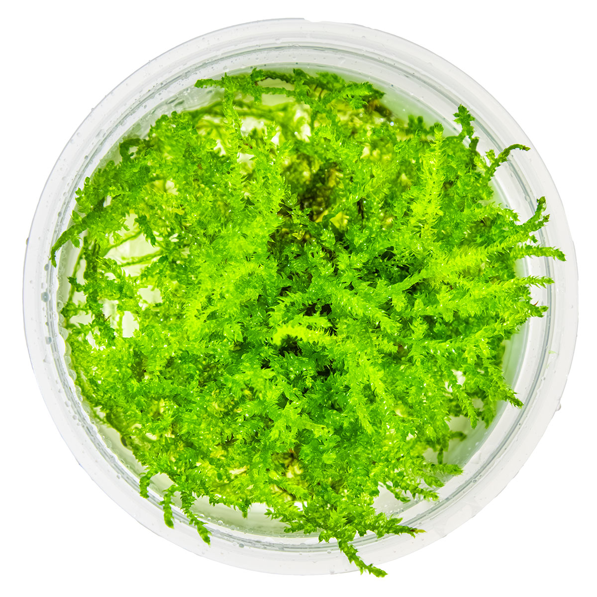Vesicularia montagnei 'Christmas Moss'