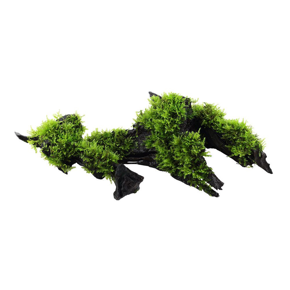 Vesicularia montagnei 'Christmas Moss'