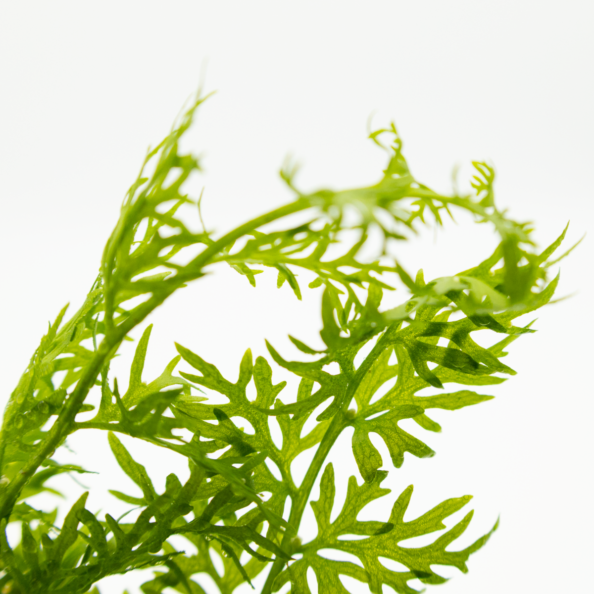 Ceratopteris thalictroides