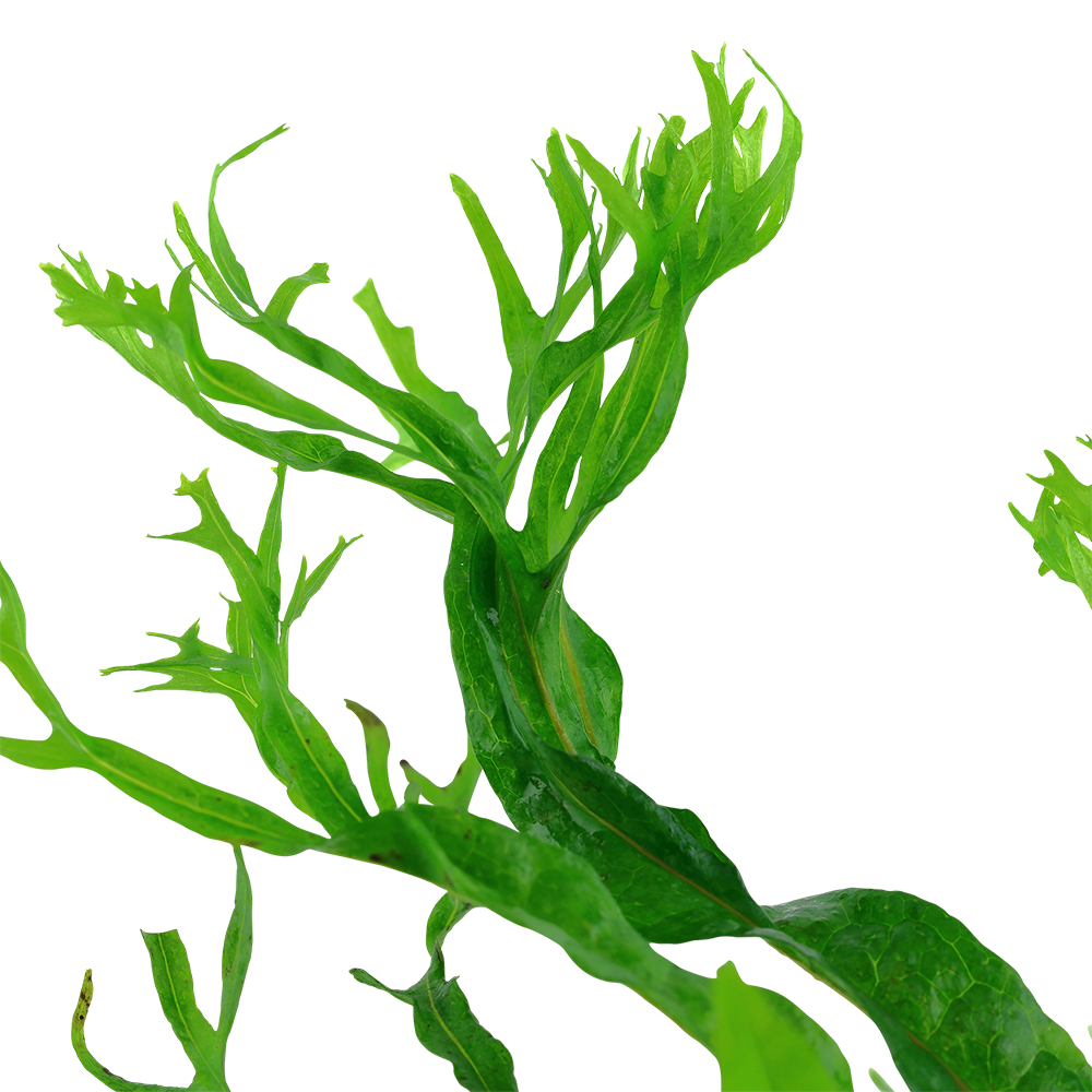 Microsorum pteropus 'Windeløv'