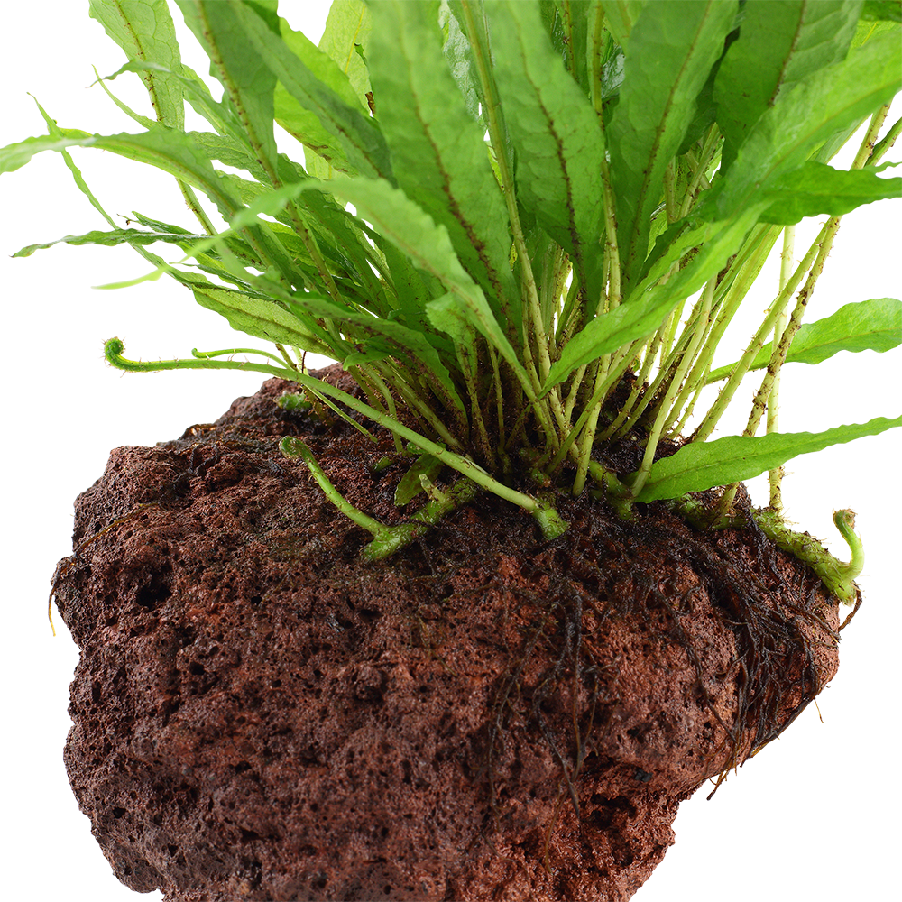 Microsorum pteropus
