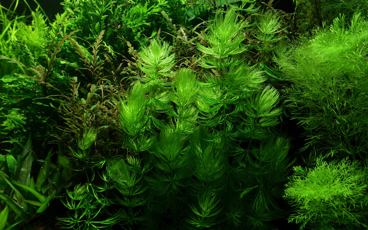Ceratophyllum demersum