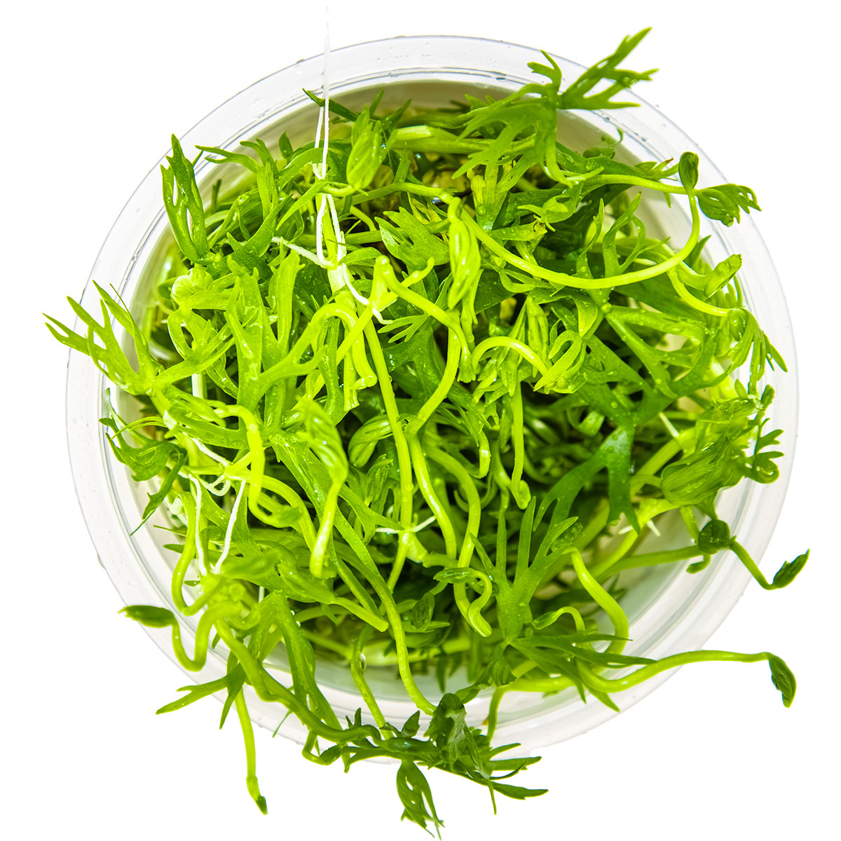 Ranunculus inundatus