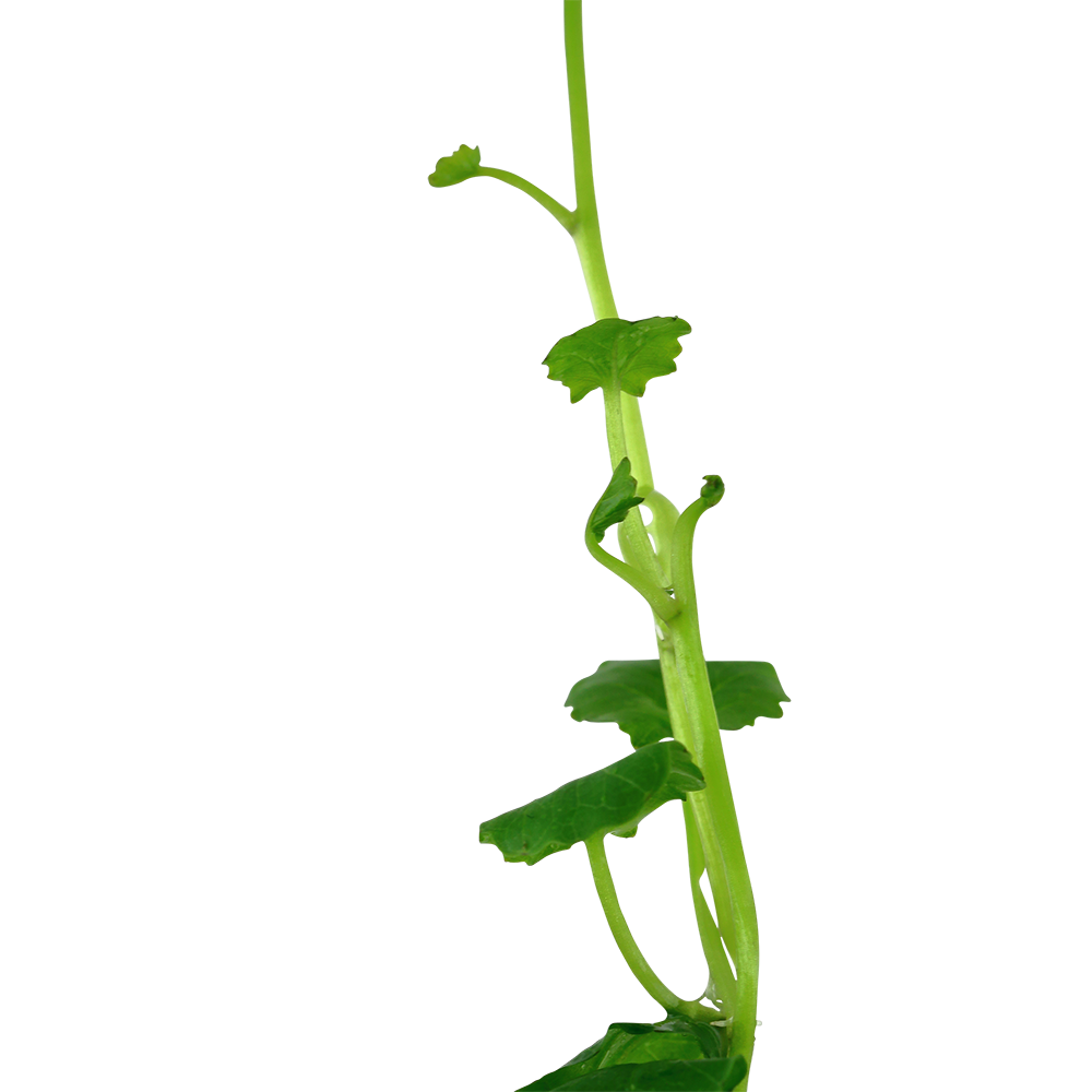 Cardamine lyrata
