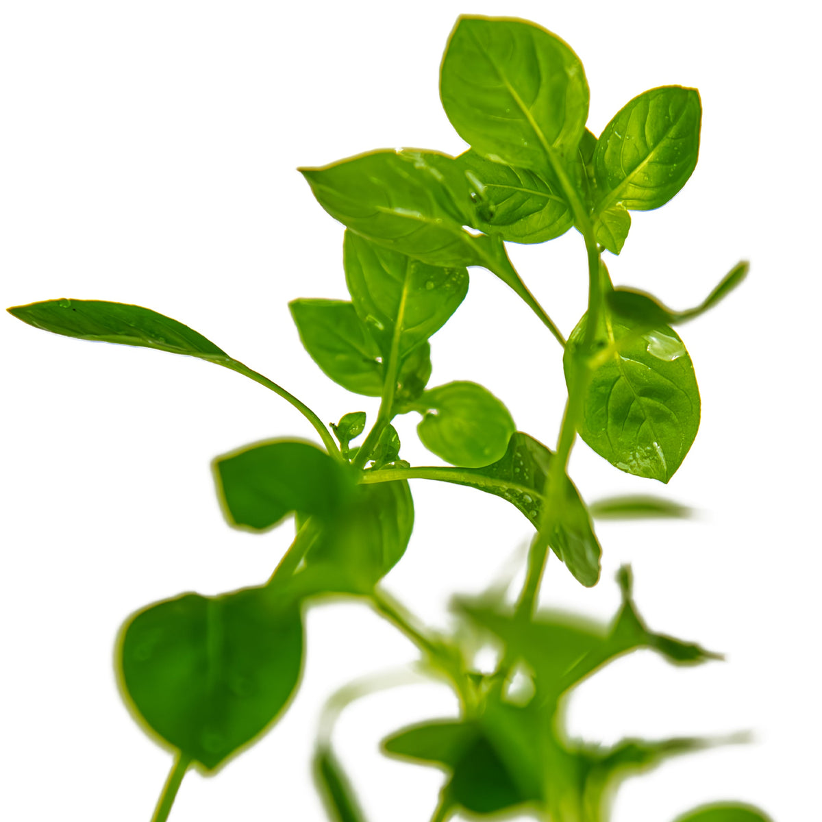 Ludwigia palustris 'Green'