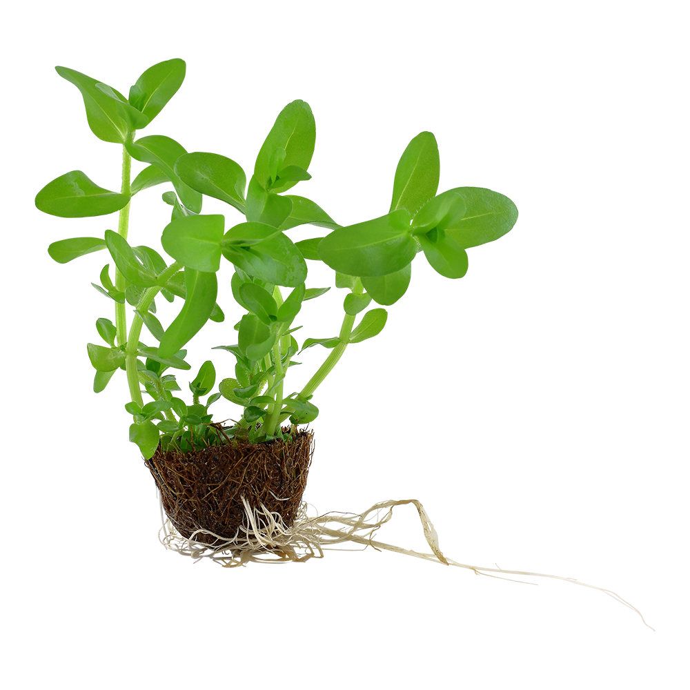 Bacopa caroliniana