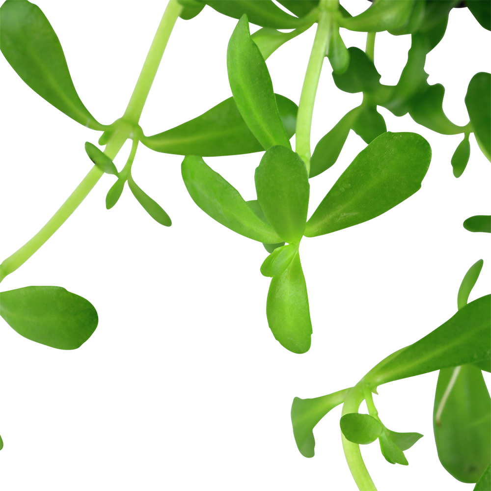 Bacopa monnieri 'Compact'