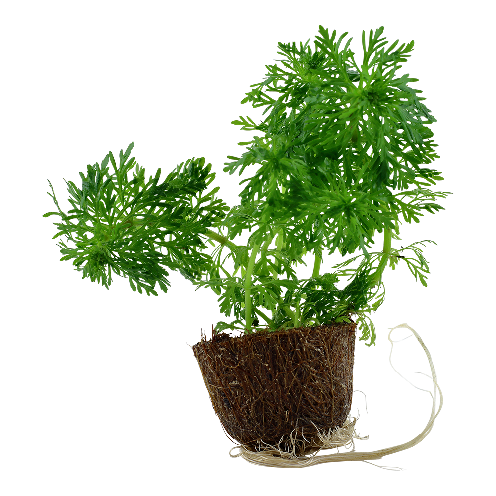 Limnophila sessiliflora