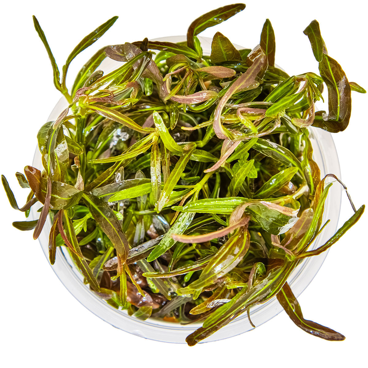 Hygrophila lancea 'Araguaia'