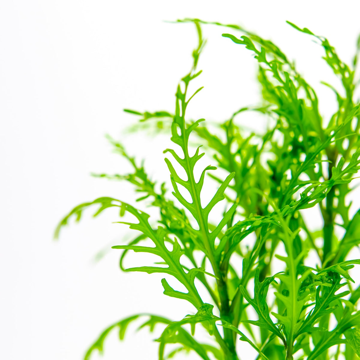 Hygrophila odora 'Difformis'