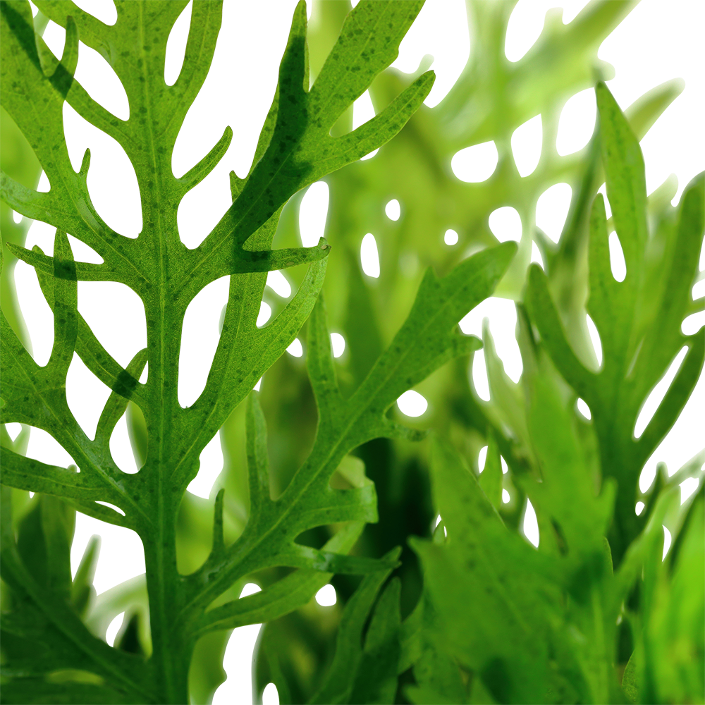 Hygrophila difformis