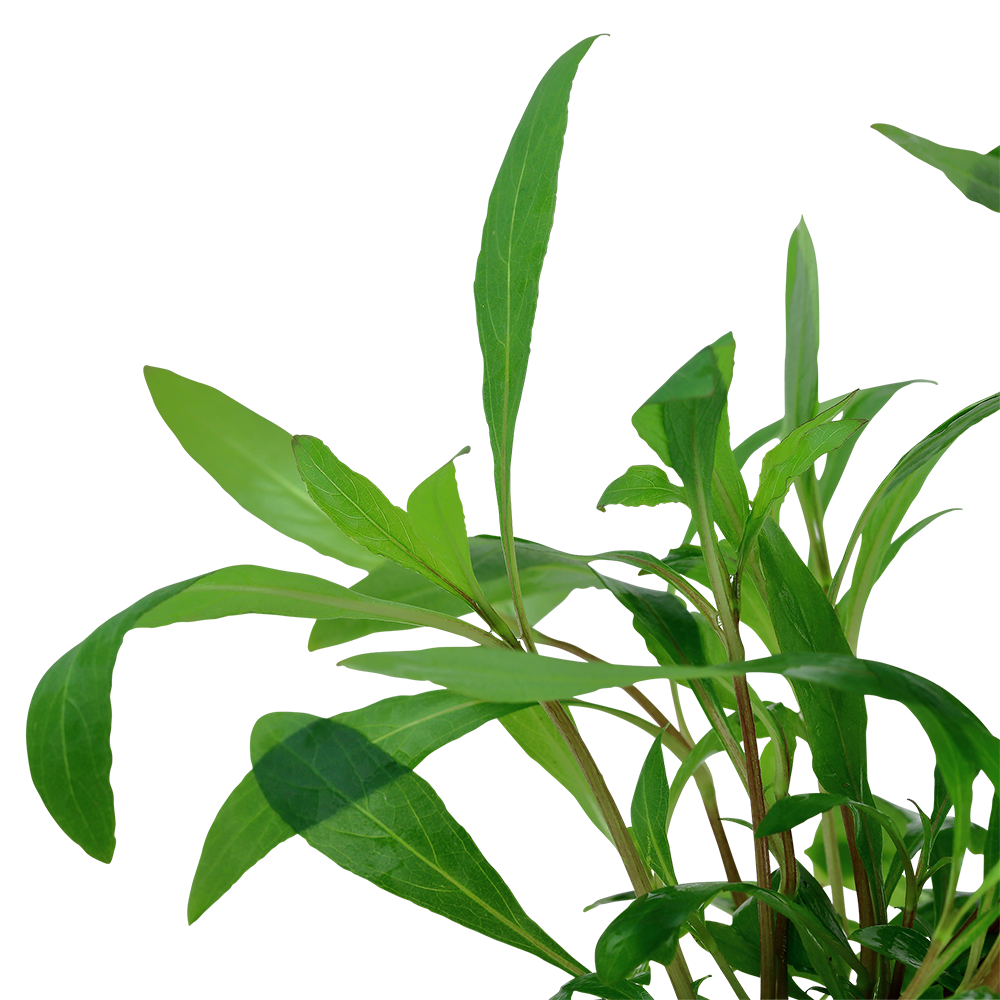 Hygrophila corymbosa 'Siamensis 53B'