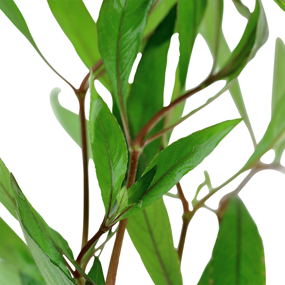 Hygrophila corymbosa