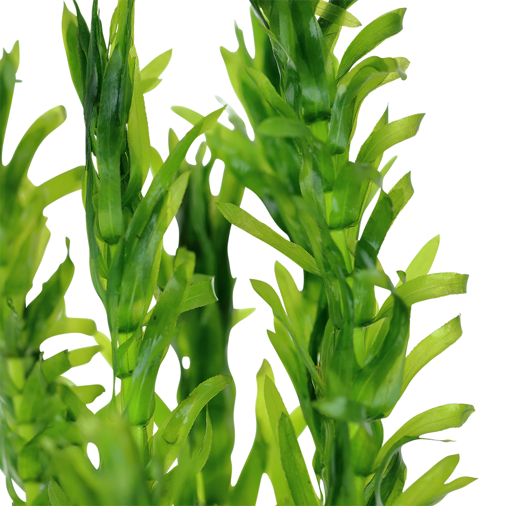 Egeria densa