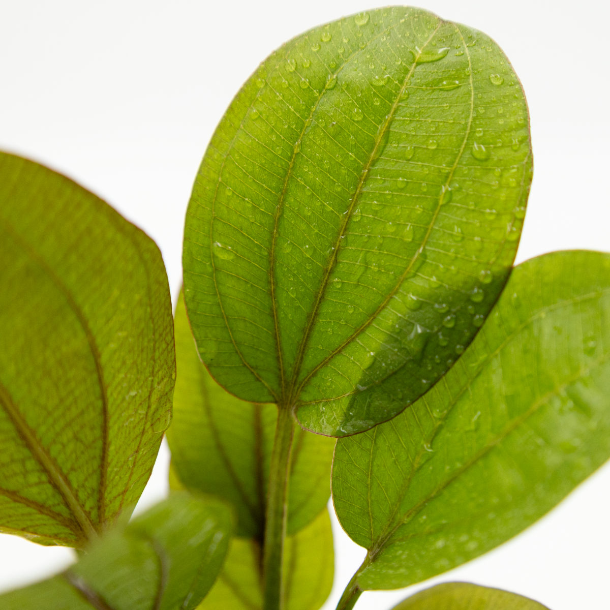 Echinodorus 'Reni'