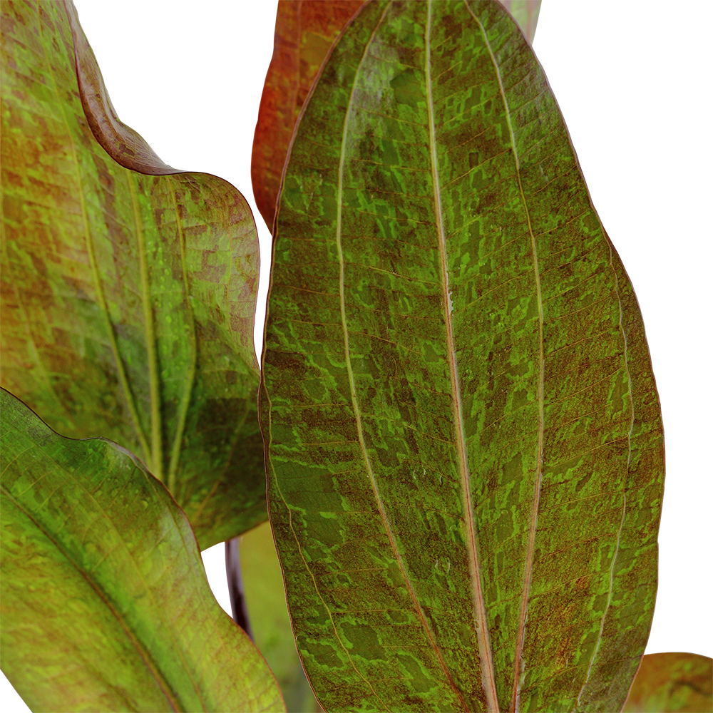 Echinodorus 'Ozelot'