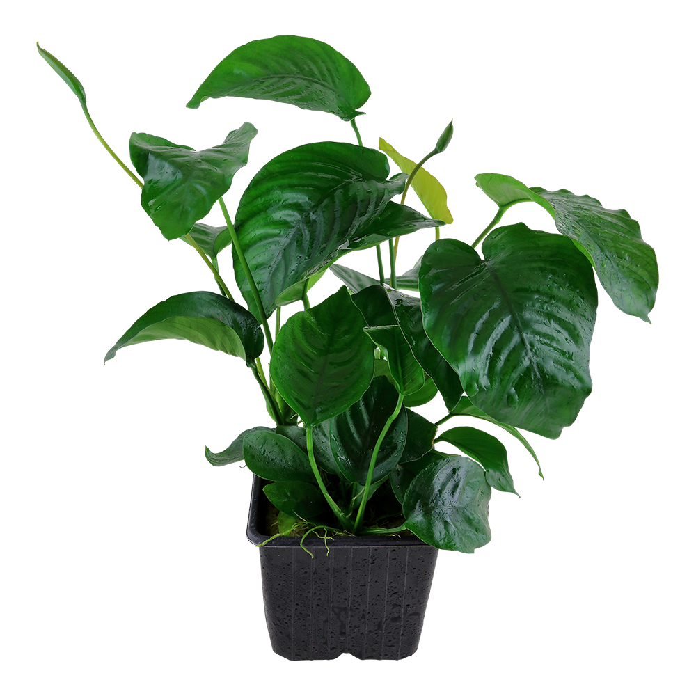 Anubias barteri caladiifolia