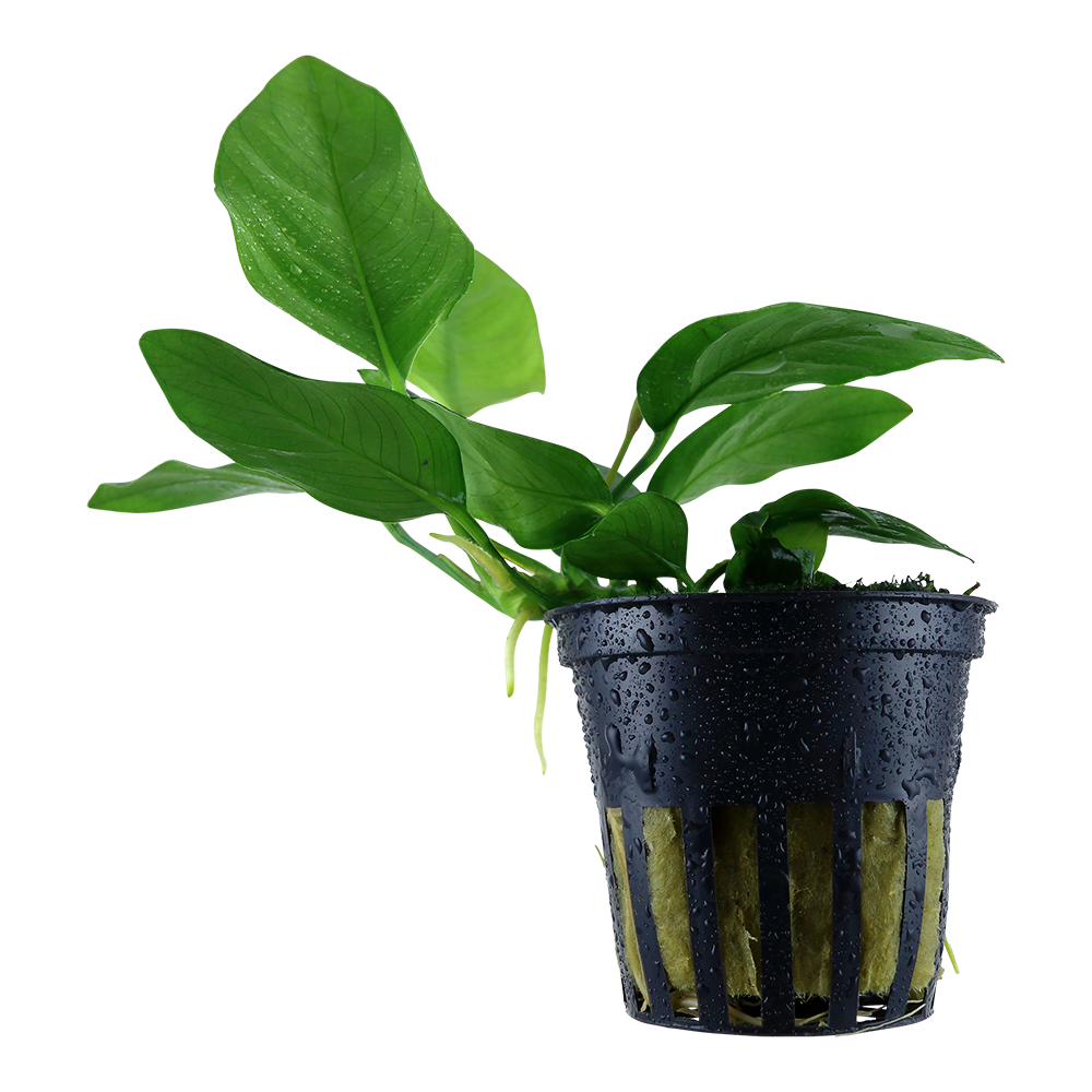 Anubias barteri nana