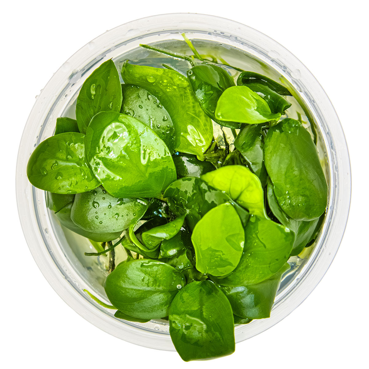 Anubias barteri nana