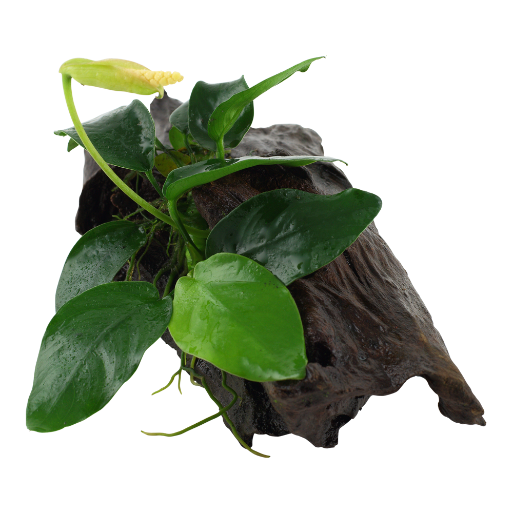 Anubias barteri nana