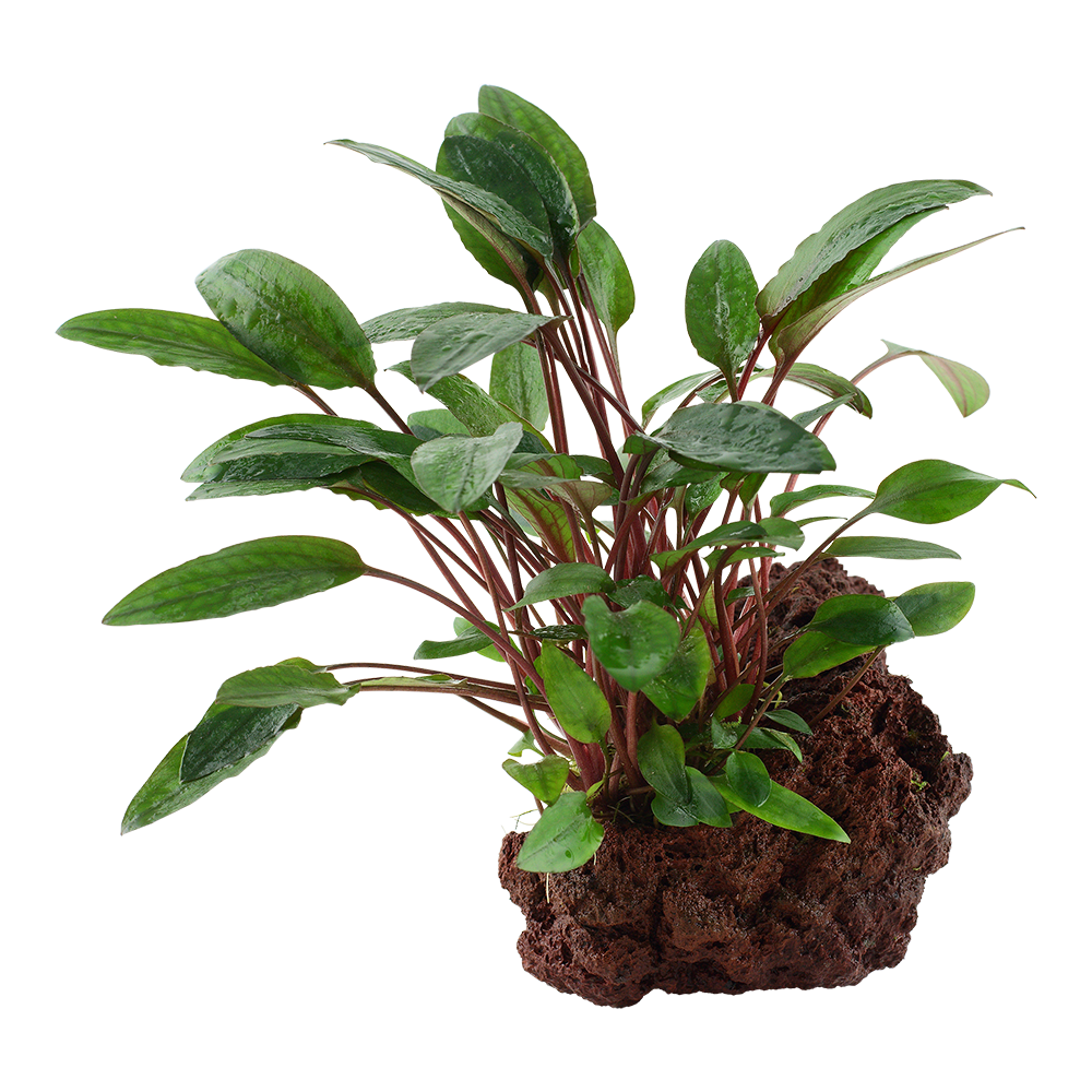 Cryptocoryne beckettii 'Petchii'